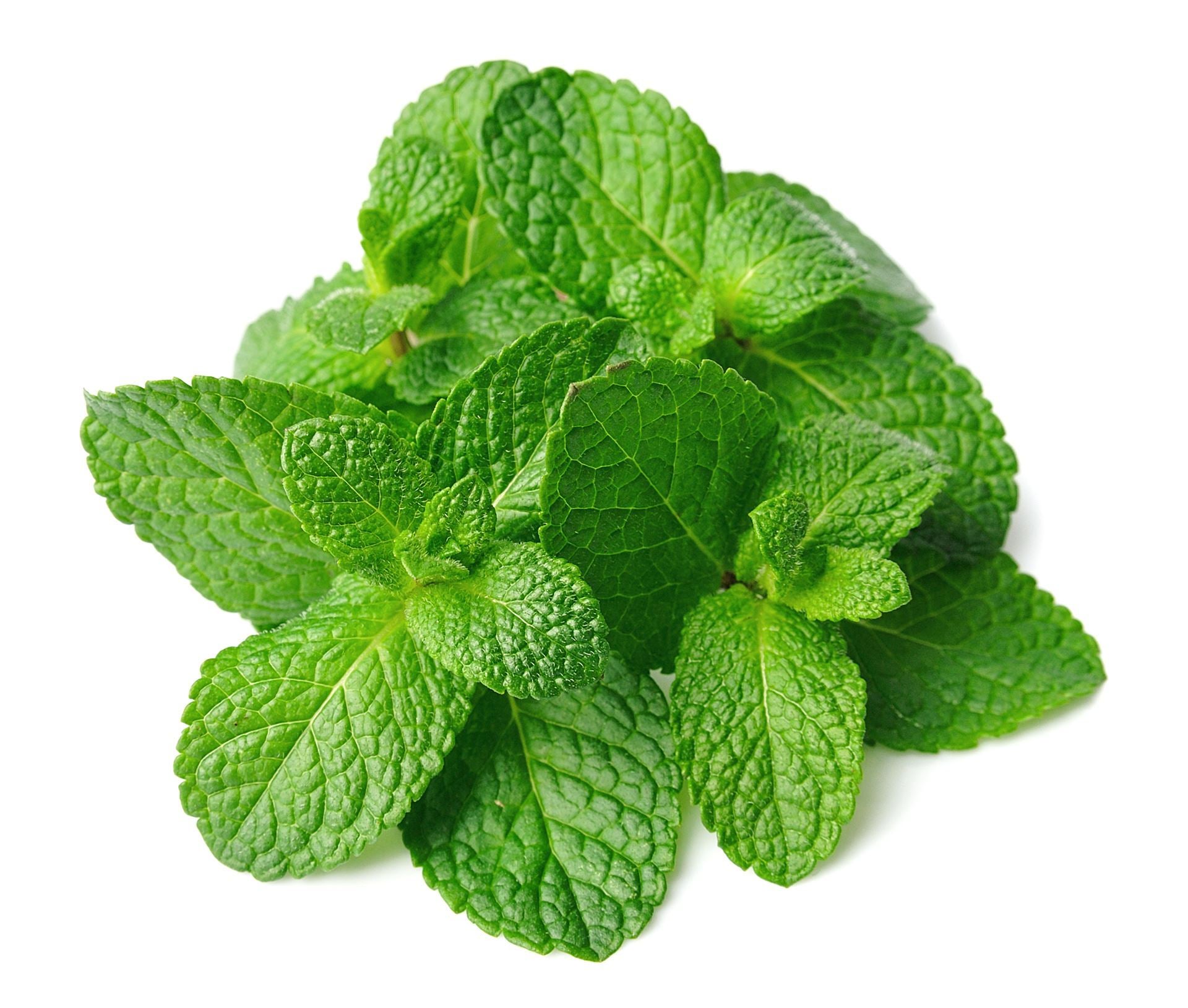 Fresh Mint Leaves